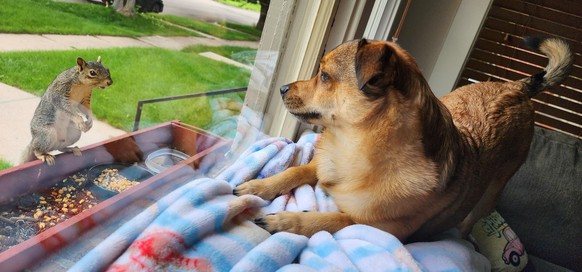 cute news tier hund eichhörnchen

https://www.reddit.com/r/rarepuppers/comments/15322eu/bubber_and_his_new_friend/