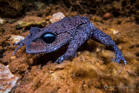 Leptobrachium boringii, gemeinhin bekannt als Emei-Schnurrbartkröte oder Taosze-Stachelkröte

https://www.reddit.com/r/NatureIsFuckingLit/comments/m8rrgn/the_mysterious_emei_moustache_toad/