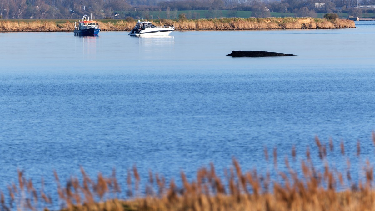 KEYPIX - 01.04.2026, Mecklenburg-Vorpommern, Weitendorf-Hof: Ein Boot der Wasserschutzpolizei ist an der Sperrzone rund um den Buckelwal, der am Nachmittag noch immer vor der Insel Poel festsitzt, im  ...