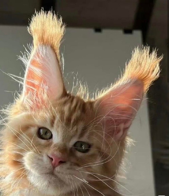 cute news tier katze
https://www.reddit.com/r/funnycats/comments/1qawrpp/ears/