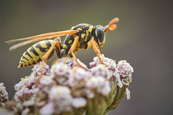 Haus-Feldwespe Polistes dominula . Haus-Feldwespe Polistes dominula . 20250803MIC0086 *** House field wasp Polistes dominula House field wasp Polistes dominula 20250803MIC0086