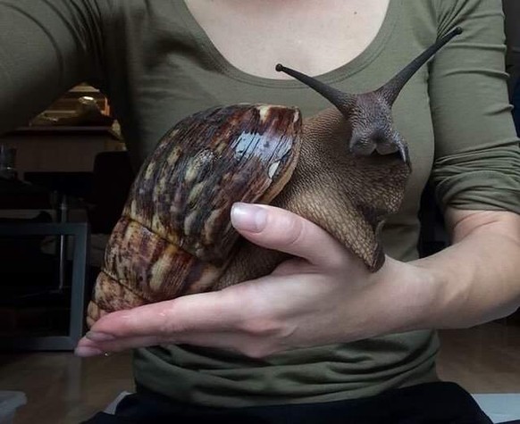 Riesenschnecke.
Cute News
http://imgur.com/gallery/sNCSq