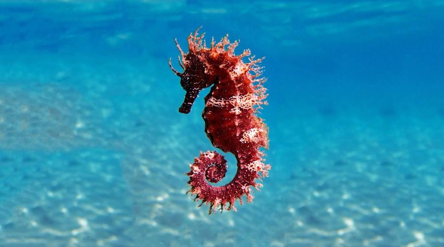 Mittelmeer Seahorse - Hippocampus guttulatus