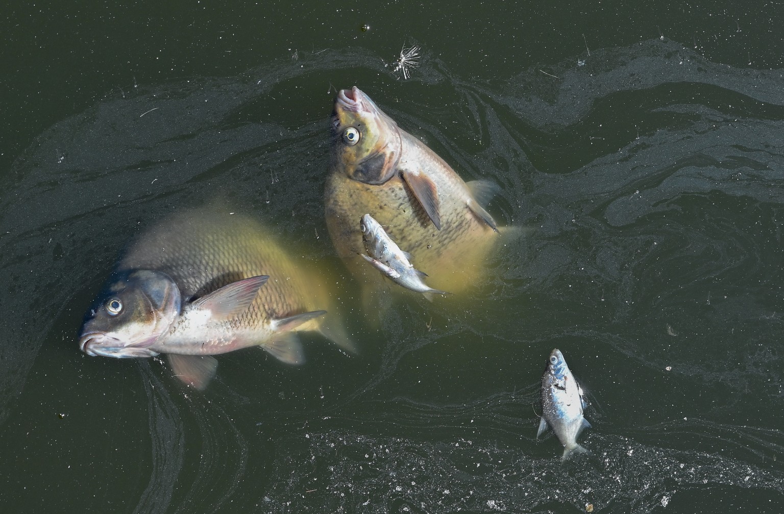 12.08.2022, Brandenburg, Schwedt: Viele tote Fische treiben im Wasser des deutsch-polnischen Grenzflusses Oder im Nationalpark Unteres Odertal n�rdlich der Stadt Schwedt. Am selben Tag informierte sic ...