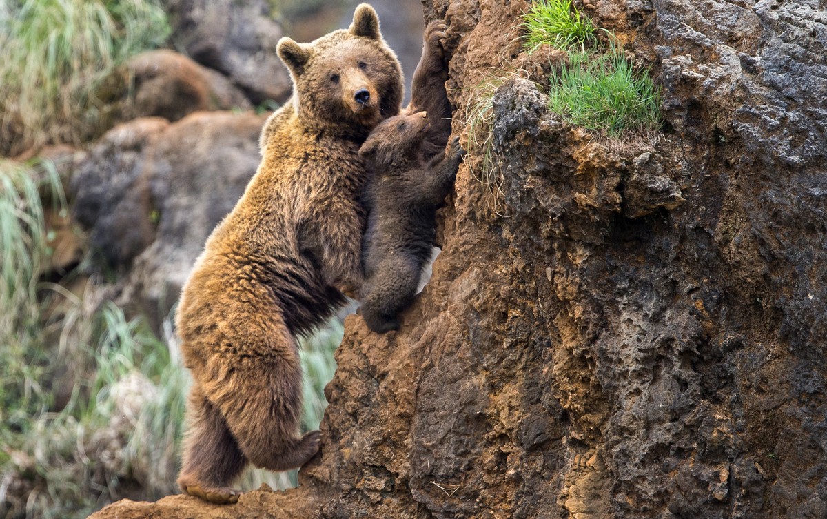 A mother bear looks down at her cub as he tentatively follows her up a vertical hill. The young brown bear looks as if he is reaching for his mother as he tries to make the difficult climb.

Althoug ...