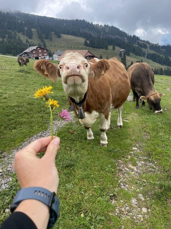 cute news tier kuh

https://ch.pinterest.com/pin/1121888957205804910/
