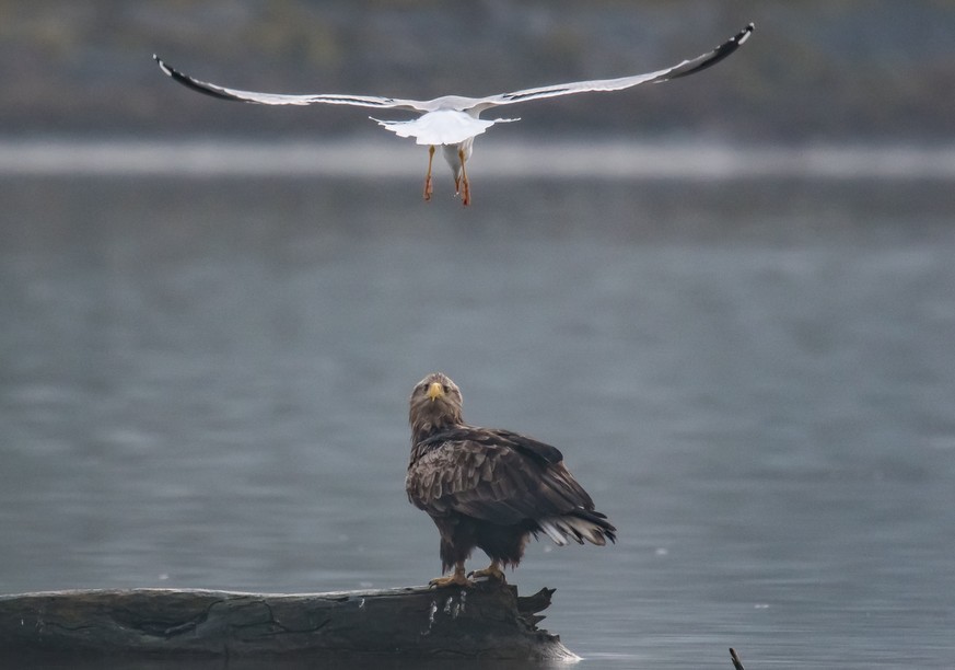 Der Seeadler macht Bekanntschaft.