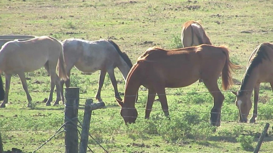 Aufnahmen des Tierschutzbundes Zürich aus dem Jahr 2016.