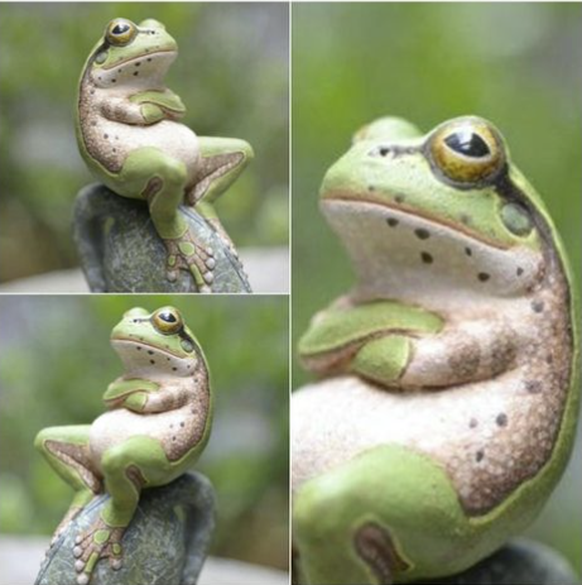 Die besten Tierbilder der Woche. Heute: Frosch