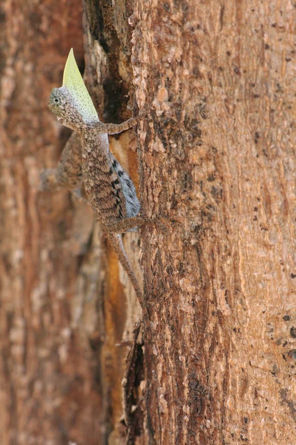 Bildnummer: 55953107 Datum: 28.07.2008 Copyright: imago/blickwinkel
gemeiner flugdrache, gewöhnlicher flugdrache (draco volans), männchen imponiert mit teilsweise ausgebreiteter flughaut an baumstamm, ...