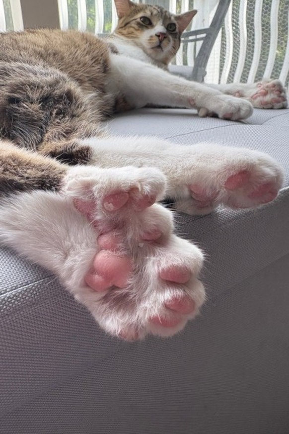 Toby Weltrekordhalter

https://www.guinnessworldrecords.com/news/2026/6/nine-lives-10-extra-toes-paw-some-michigan-kitty-ties-record-for-the-most-toes-on-a-cat