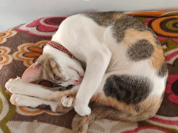 cute news tier katze

https://www.reddit.com/r/CatsBeingCats/comments/1mocgng/sleeping_beauty/