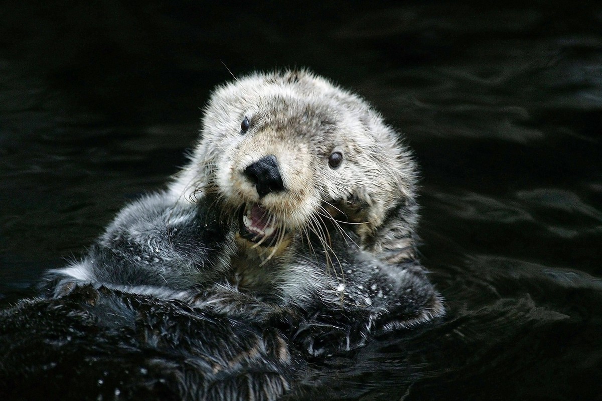 Seeotter Enhydra lutris, Ausgewachsener, Fellpflege, Kalifornien, USA, Nordamerika *** Seeotter Enhydra Lutris , Full-grown, Coat care, California, USA, North America Copyright: imageBROKER/G.xLacz ib ...