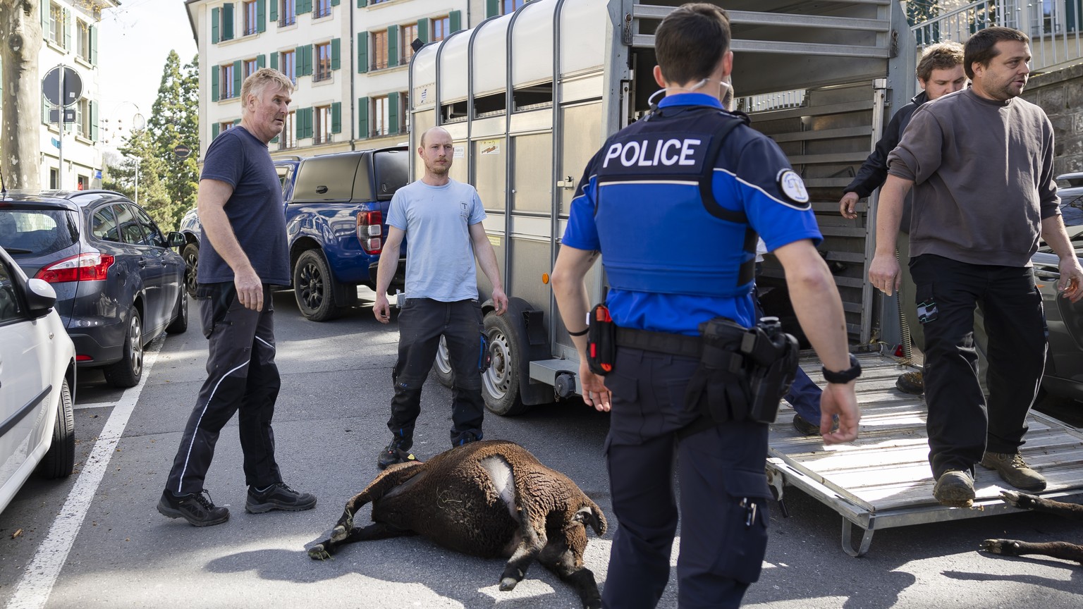Des agriculteurs dechargent des cadavres de moutons tues pendant la nuit par un loup ce samedi, 6 avril 2024 a Lausanne. (KEYSTONE/Cyril Zingaro)