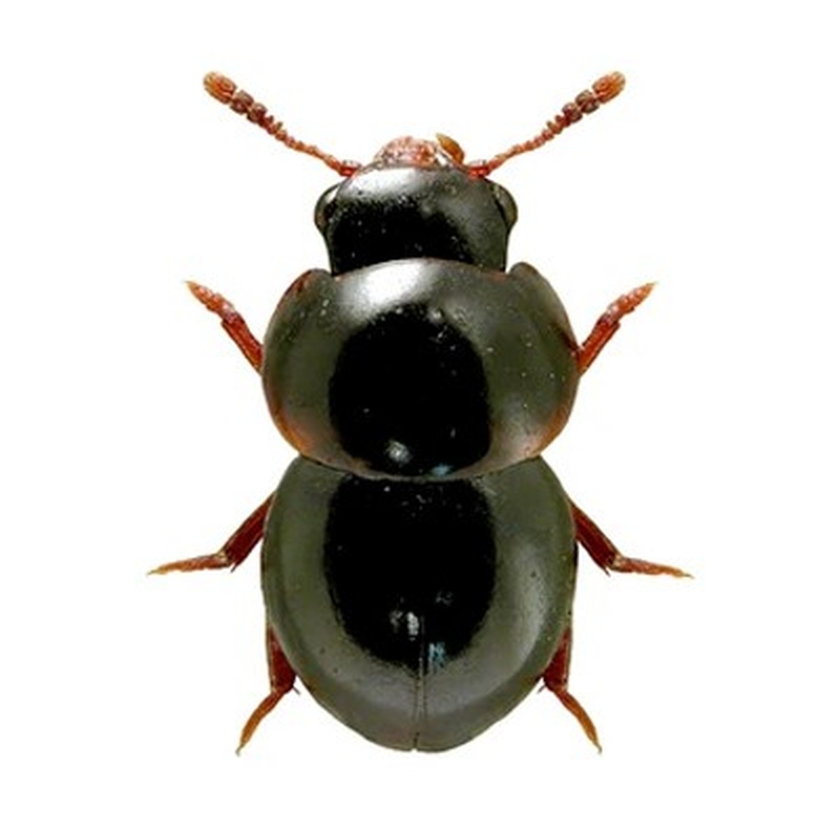 https://en.wikipedia.org/wiki/Agathidium_vaderi