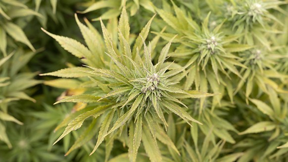 Die St. Galler Polizei hat in einem Lieferwagen 80 Kilogramm synthetisches Marihuana gefunden. K
