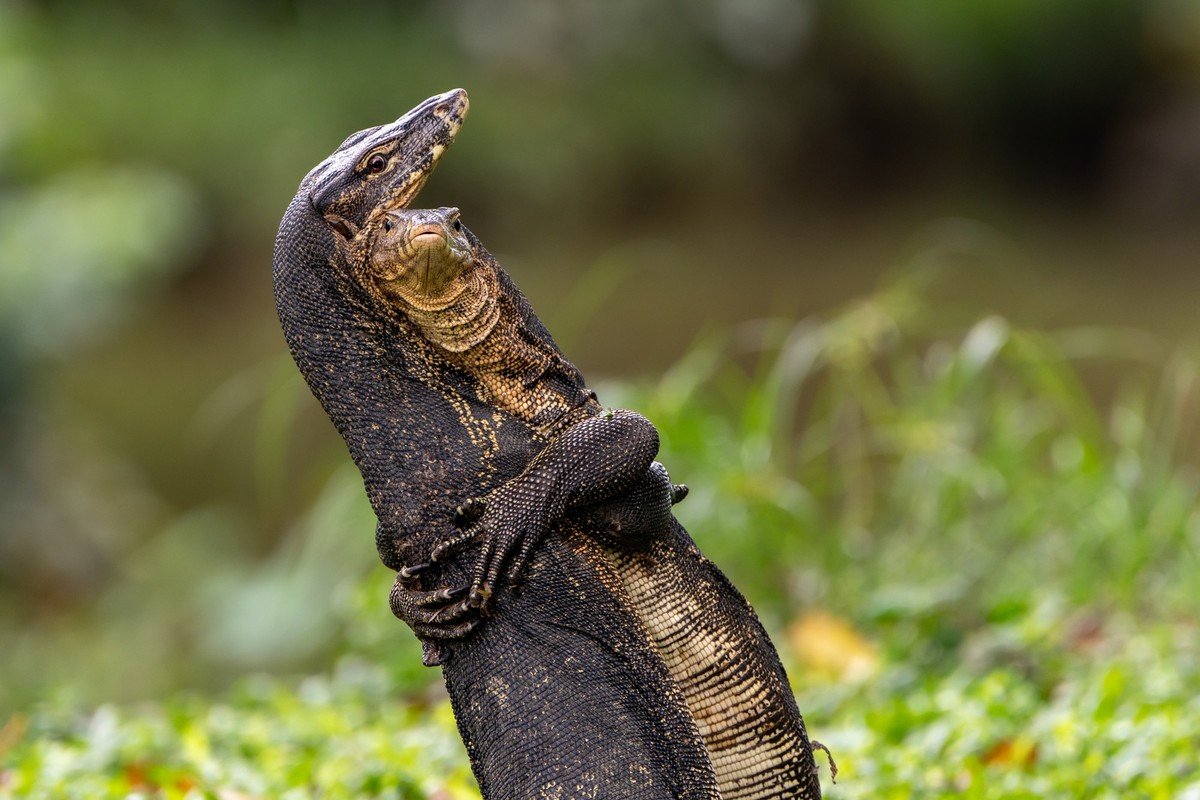 La photographe intitule sa photo «Battle Hug», Singapour.