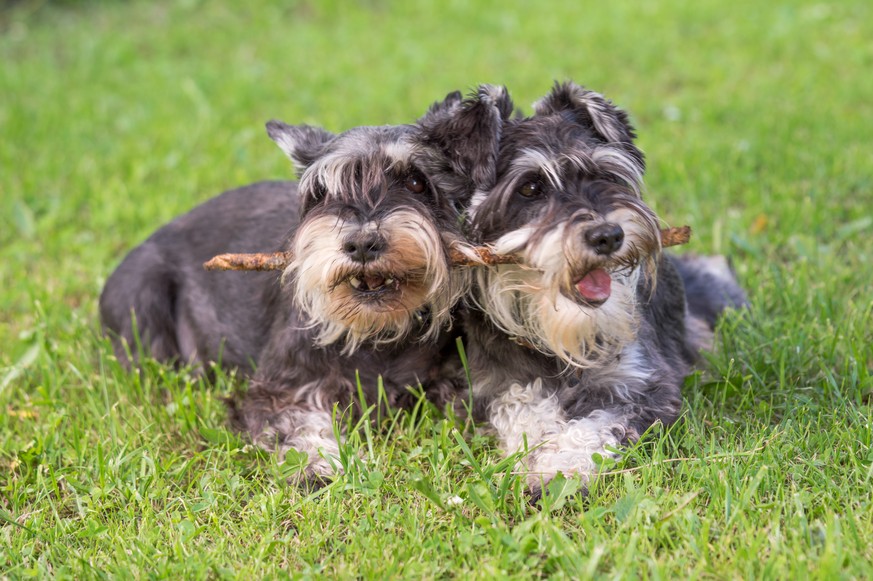 Drohnen und Suchtrupp versagten – dank Wurstgeruch tauchen verschollene Hunde wieder auf