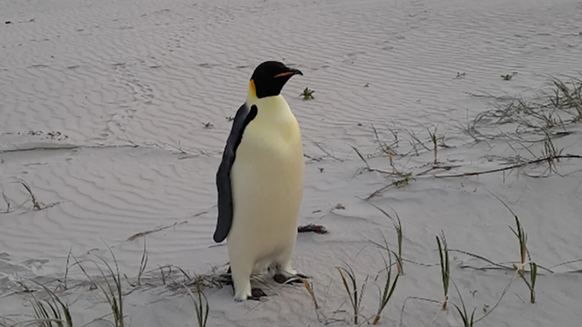 Pinguin Gus Australien
