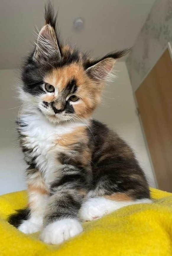 cute news animal tier katze cat

https://imgur.com/t/animal/ghJaaFx