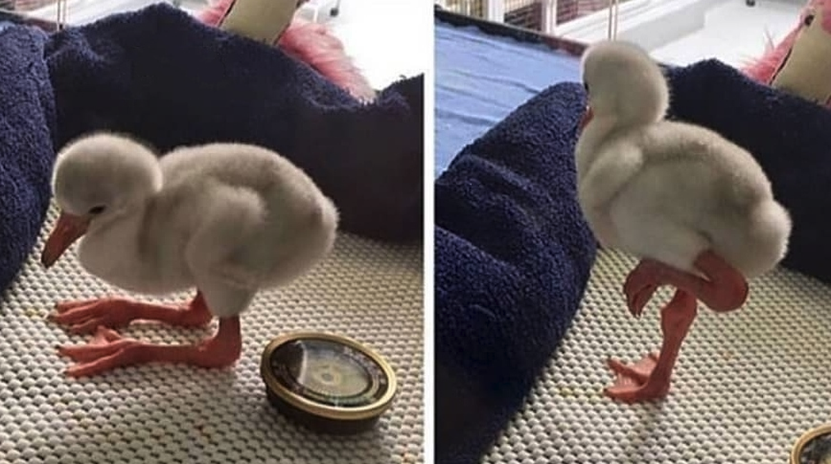 Baby Flamingo

https://i.redd.it/w58wxozw00p41.jpg