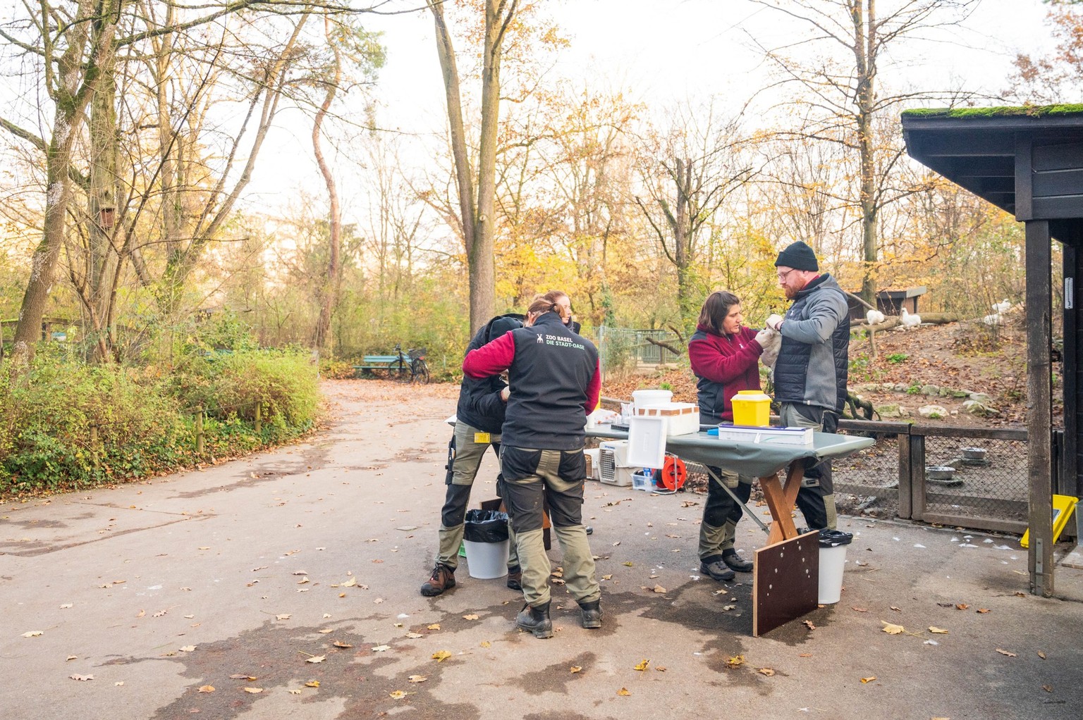 Das Ziel des Versuchs ist es herauszufinden, ob Zoovögel effektiv gegen das Virus geschützt werden können.
