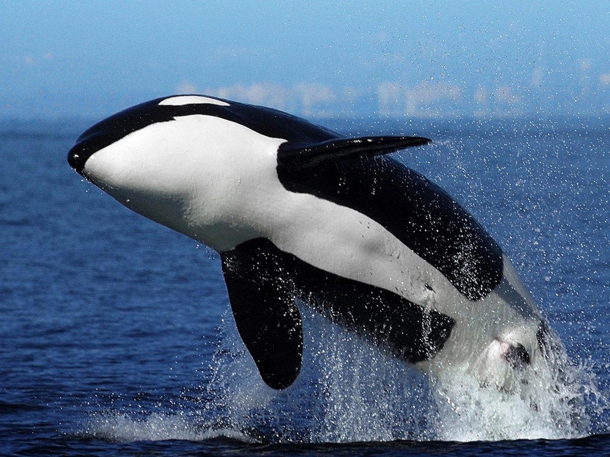 cute news tier orka orca

https://www.reddit.com/r/Animals/comments/1g024sb/what_is_your_favorite_black_and_white_animal/