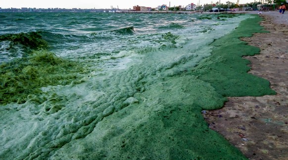 Storm washed up on the Black Sea a toxic blue-green algae Nodularia spumigena Storm washed up on the Black Sea a toxic blue-green algae Nodularia spumigena, ecological disaster, water bloom, 61283132. ...