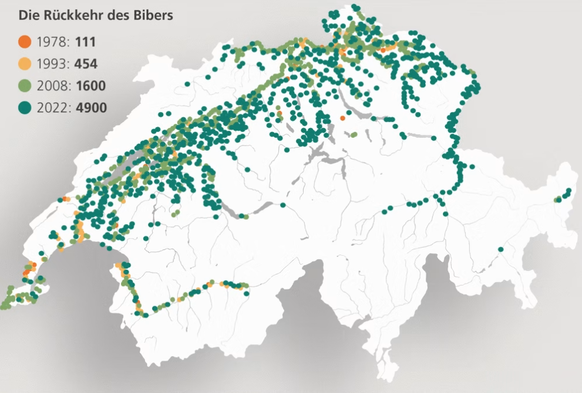Die Rückkehr des Bibers in der Schweiz