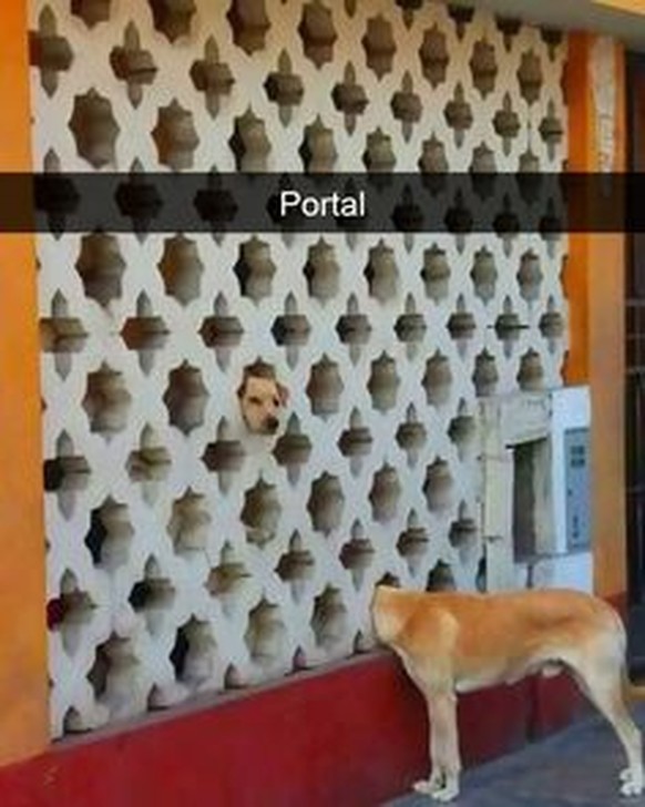 Hund Portal Gamer
https://www.pinterest.com/pin/475552041888110500/