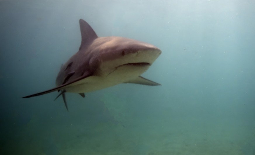 Bull Shark (Carcharhinus leucas) in Bimini, Bahamas