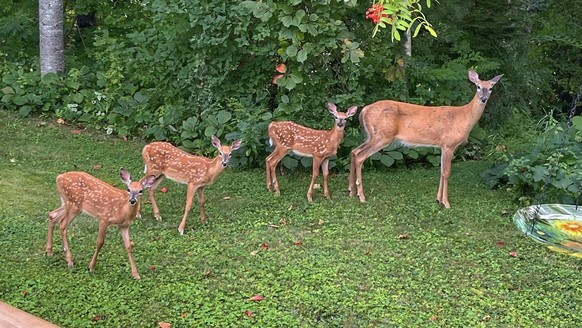 cute news tier rehe

https://www.reddit.com/r/deer/comments/1vydy8i/well_hello/