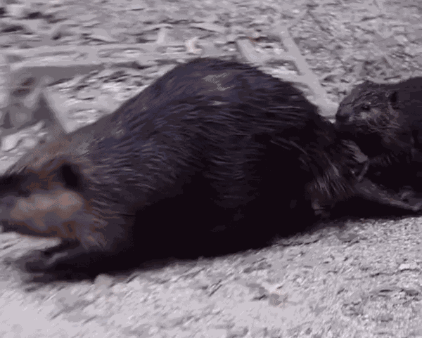 Animiertes GIF