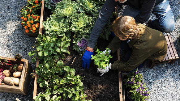 Familienpickerei aus Garten im Garten.