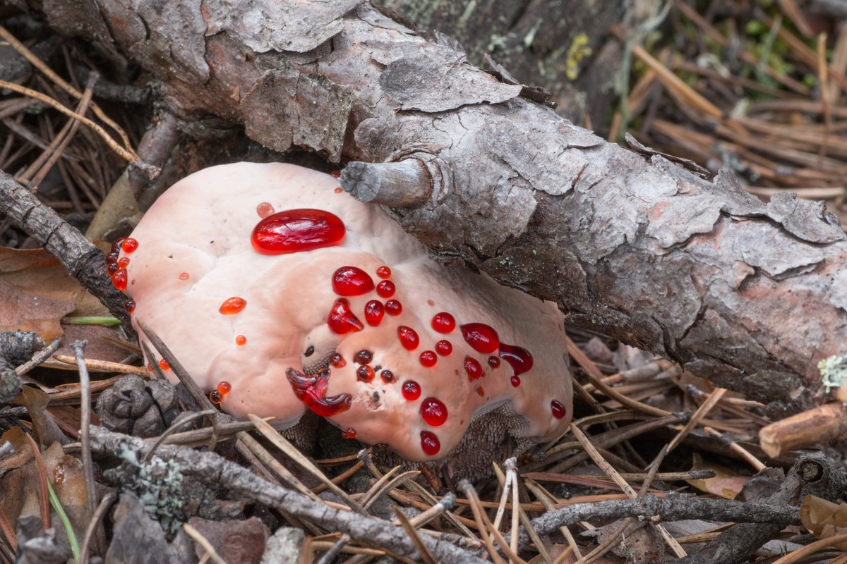 Hydnellum peckii pilz bleeding tooth devil's tooth funghi https://en.wikipedia.org/wiki/Hydnellum_peckii