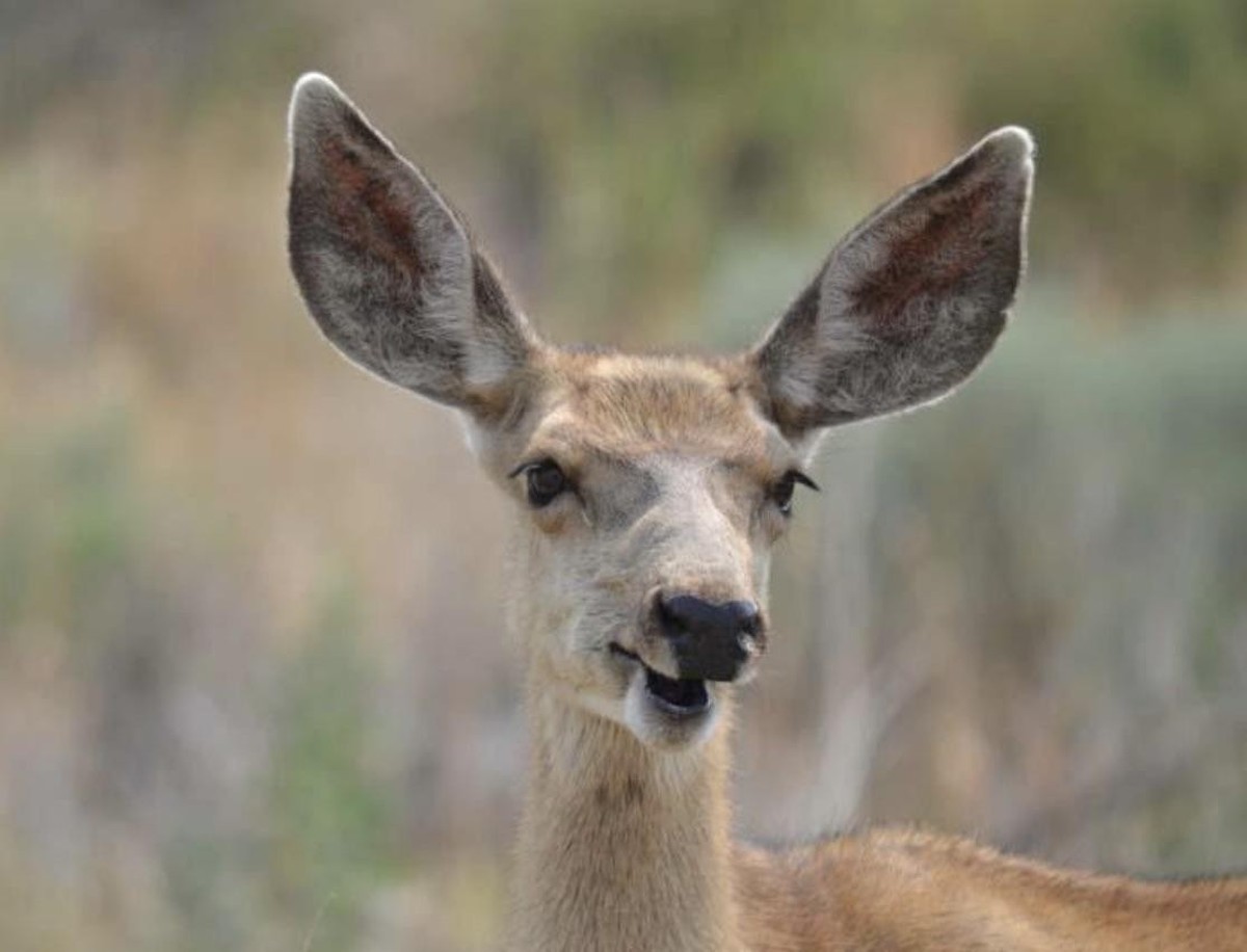 cute news tier reh

https://www.reddit.com/r/NatureIsFuckingCute/comments/1gwtgb2/those_ears/