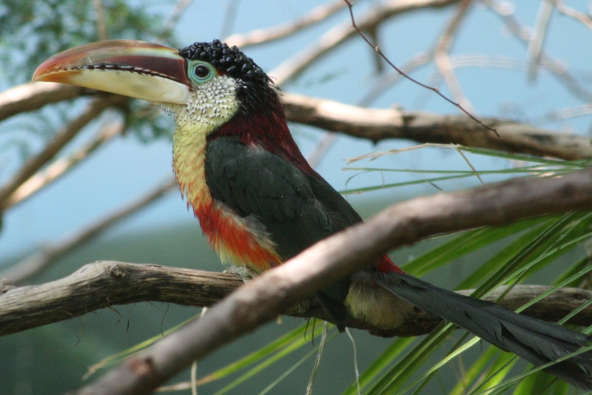 Krauskopfarassari (Pteroglossus beauharnaesii)