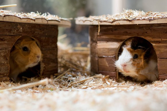 Meerschweinchen in Haeuschen, Copyright: xHahn/xEibner-Pressefotox EP_THN

Guinea pigs in House Copyright xHahn EP_THN