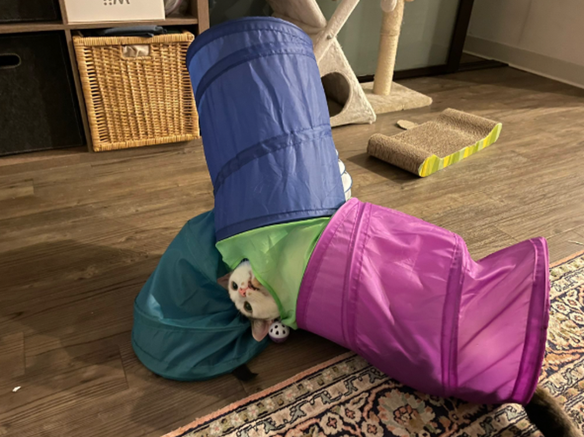 Lustige Fails: Katze steck in Spielparcours fest