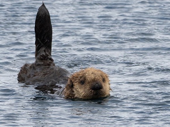 cute news tier otter

https://www.reddit.com/r/Otters/comments/14cmxdh/a_sea_otter_uses_his_tail_to_pick_up_satellite/