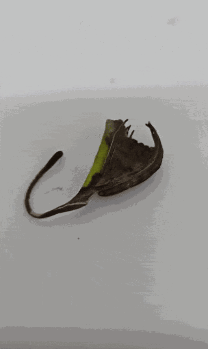 Animiertes GIF