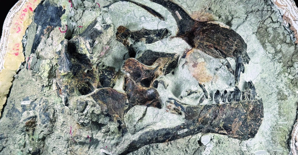 Schweizer Grabungsteam findet in den USA seltenen Dinosaurier-Schädel