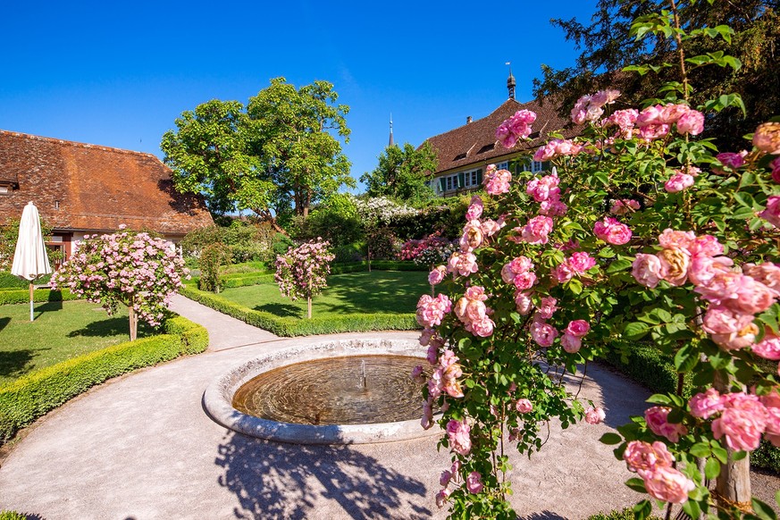 Rosenblüten Rauszeit Kartause Ittingen