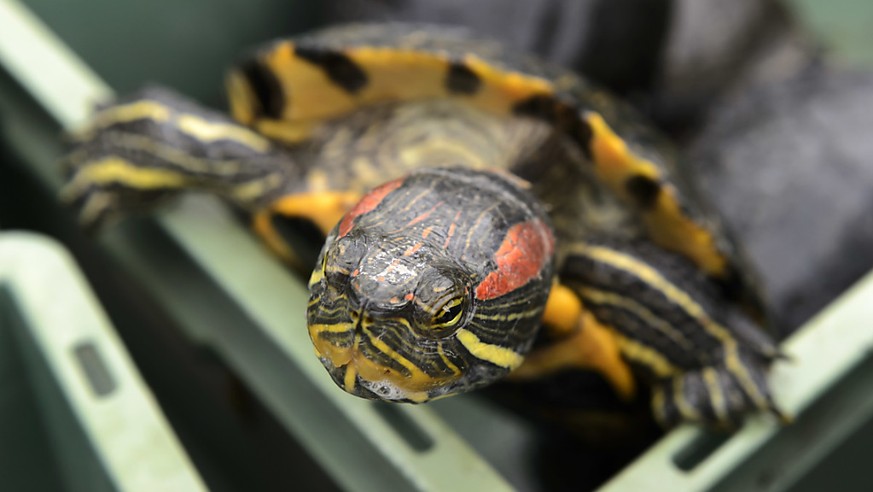 Rotwangen-Schmuckschildkröten sind in der Schweiz seit 2008 verboten. In der freien Natur richtet die invasive Art aus Nordamerika Schaden an. (Archiv)