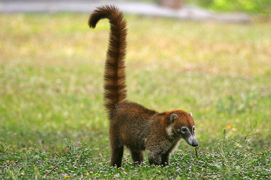 Die lustigsten Tierbilder der Woche: Der Nasenbär