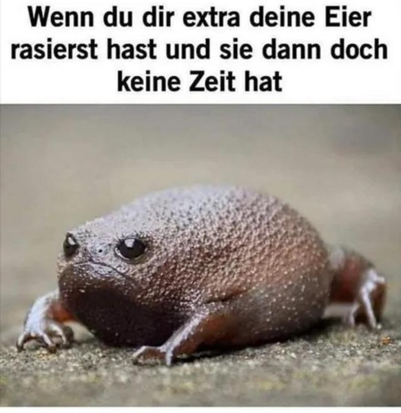 Liebe Echsenmenschen, der PICDUMP ist da! Hopp!\nGrumpy frog