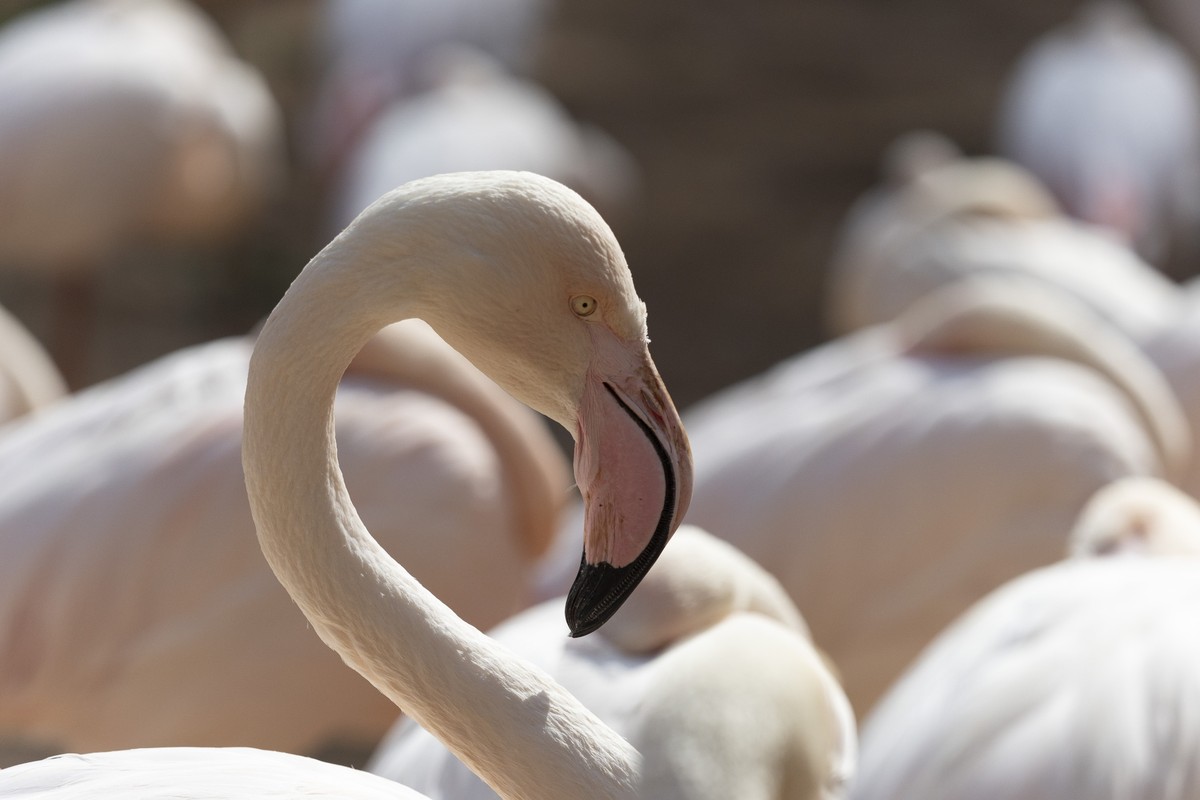 epa13201933 A Lesser flamingo (Phoeniconaias minor) enjoys the warm spring weather in its enclosure at the Joburg Zoo in Johannesburg, South Africa, 31 August 2026. Established in 1904, the 55-hectare ...