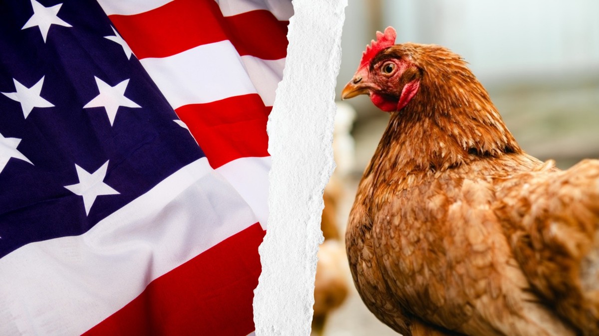 Du poulet des Etats-Unis bientôt dans nos assiettes? (Canva)