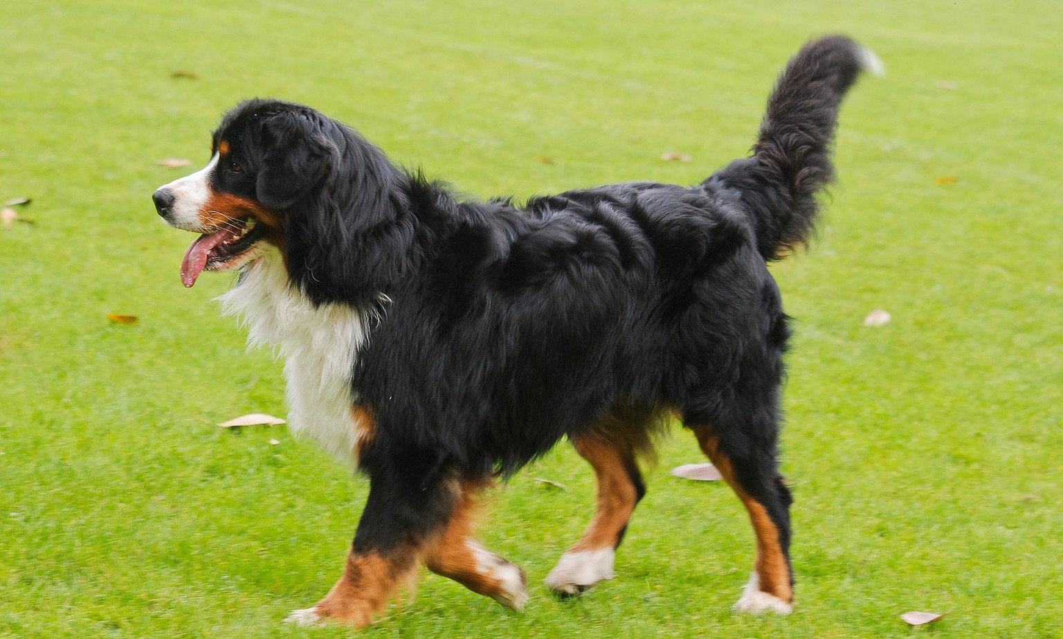 Eine traditionelle Schweizer Hunderasse unter den Top 10: 13'573 «Bäris» gibt es in der Schweiz.