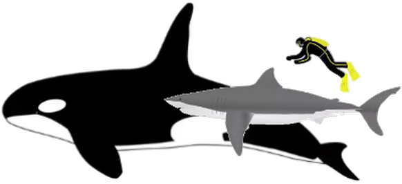 So kommen Orcas an ihre Leibspeise: Leber vom Weissen Hai
GrÃ¶ssenvergleich im gleichen Masstab